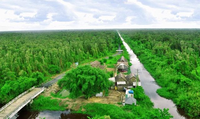 Rừng U Minh Hạ - điểm tham quan nổi tiếng của du lịch Cà Mau
