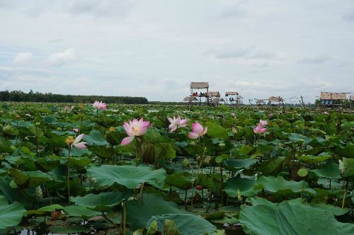 Đồng Tháp Mười