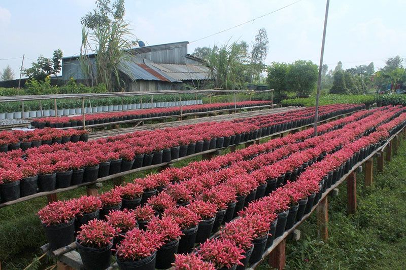Du khách sẽ bị choáng ngợp trước vẻ đẹp của nhiều loài hoa đẹp