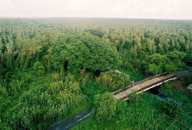 Rừng U Minh Hạ nhìn từ trên cao