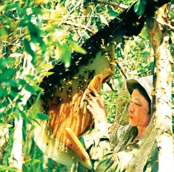 Người dân lấy mật ong rừng từ gác kèo trong U Minh Hạ