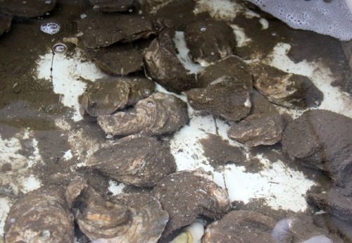 Đặc sản hàu Cà Mau