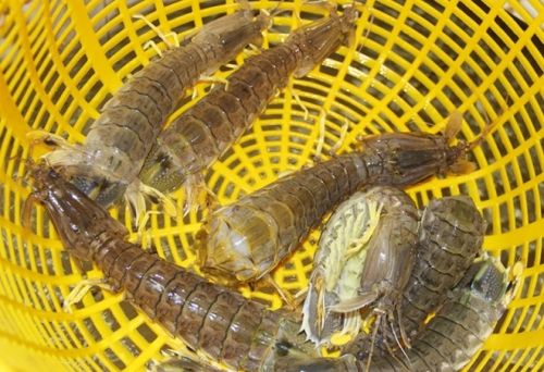 Tôm tích có giá bán không quá đắt