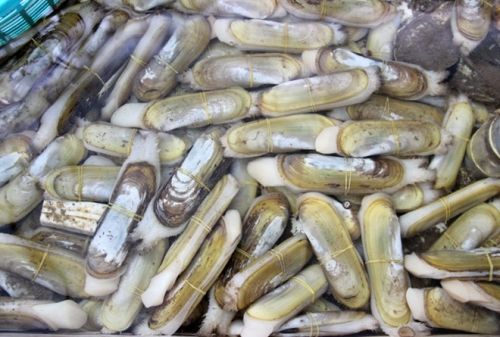 Ốc móng tay Cà Mau