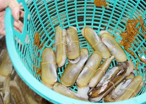 Ốc móng tay vỏ mỏng