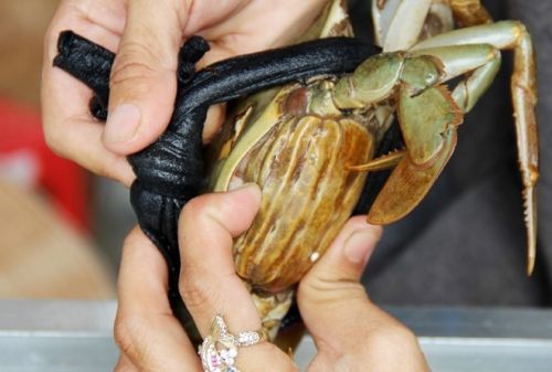 Cua gạch Cà Mau rất tươi và ngon