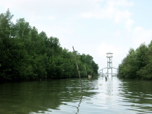 Rừng đước Cà Mau