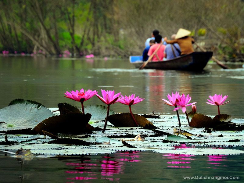 Mùa Hoa Súng trên dòng Suối Yến - Chùa Hương