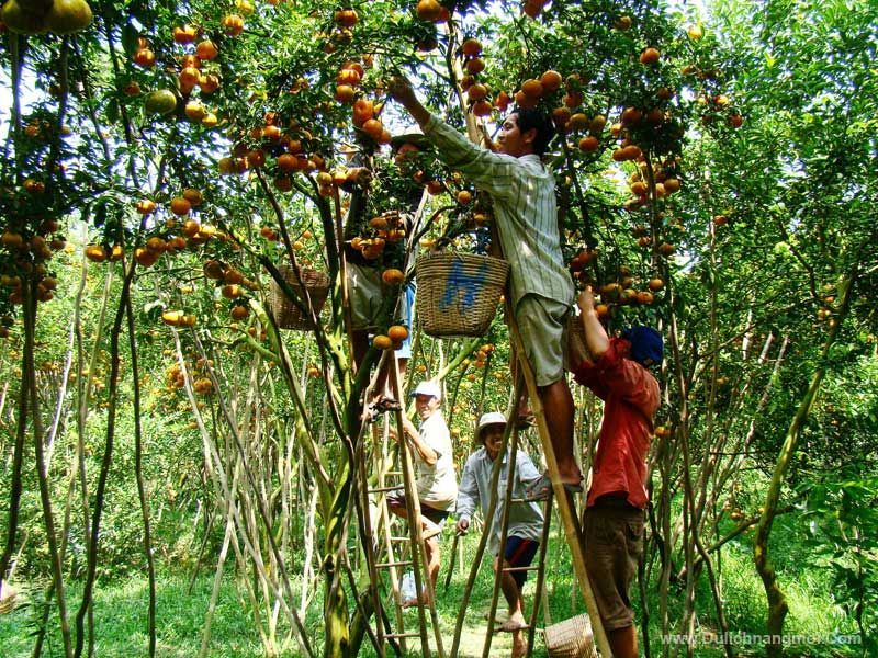 Vườn Trái Cây Mỹ Khánh