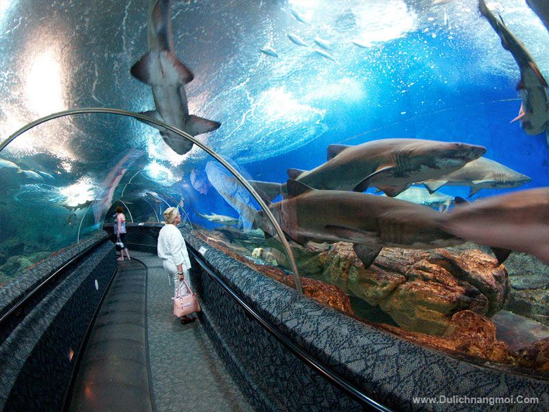 Bên trong thủy cung Underwater World, Singapore