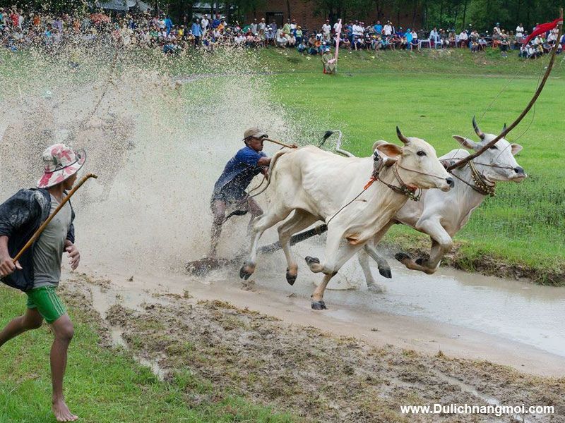 Tour du lịch xem Lễ Hội Đua Bò Bảy Núi - An Giang 2 ngày 1 đêm