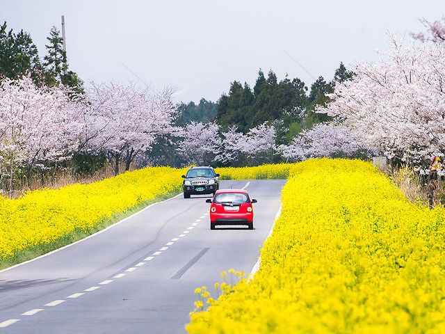 Hàn Quốc - Quyến rũ mùa hoa Anh Đào 2022