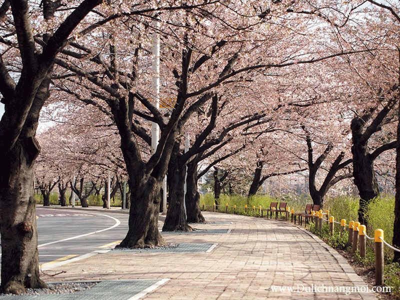 Con đường thơ mộng vào mùa hoa Anh Đào - Hàn Quốc
