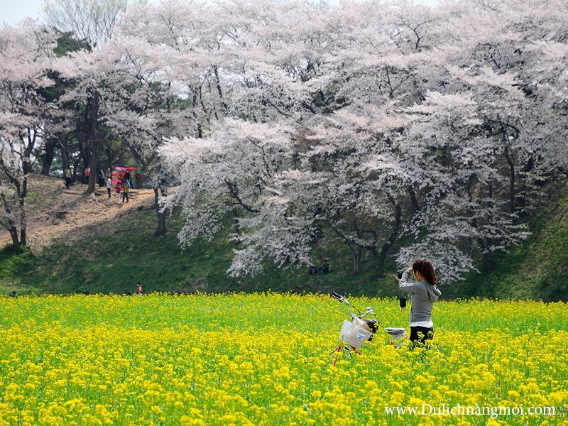 Mùa hoa Anh Đào - Hàn Quốc