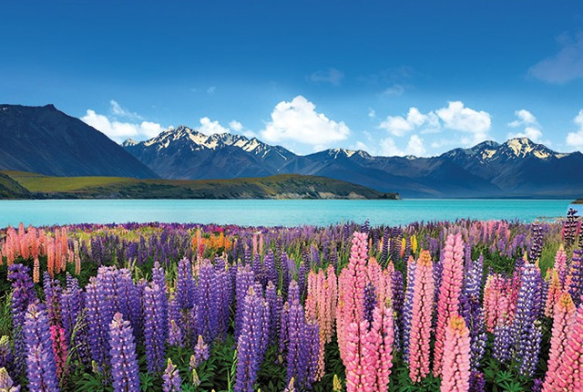 Dịch vụ làm visa Newzealand tỷ lệ đậu visa cao tại TPHCM