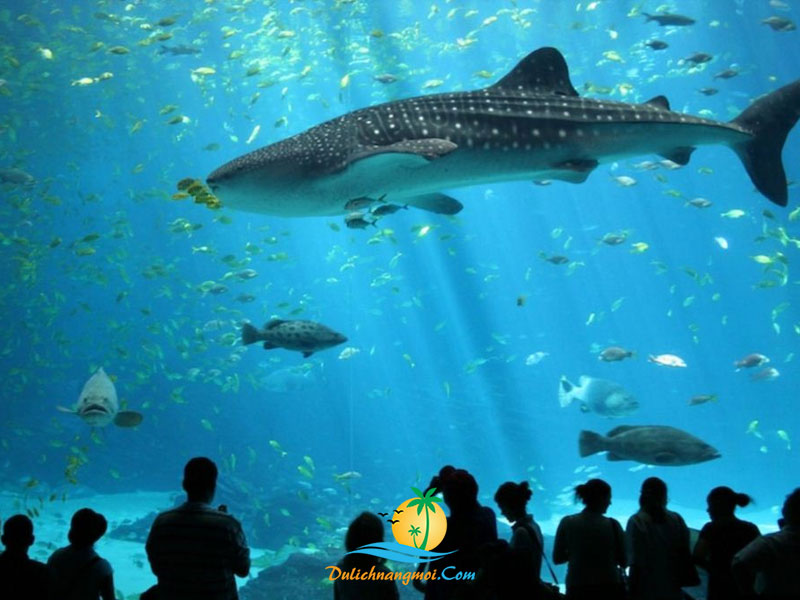 Khu đại dương nhân tạo S.E.A Aquarium hơn 100.000 sinh vật biển