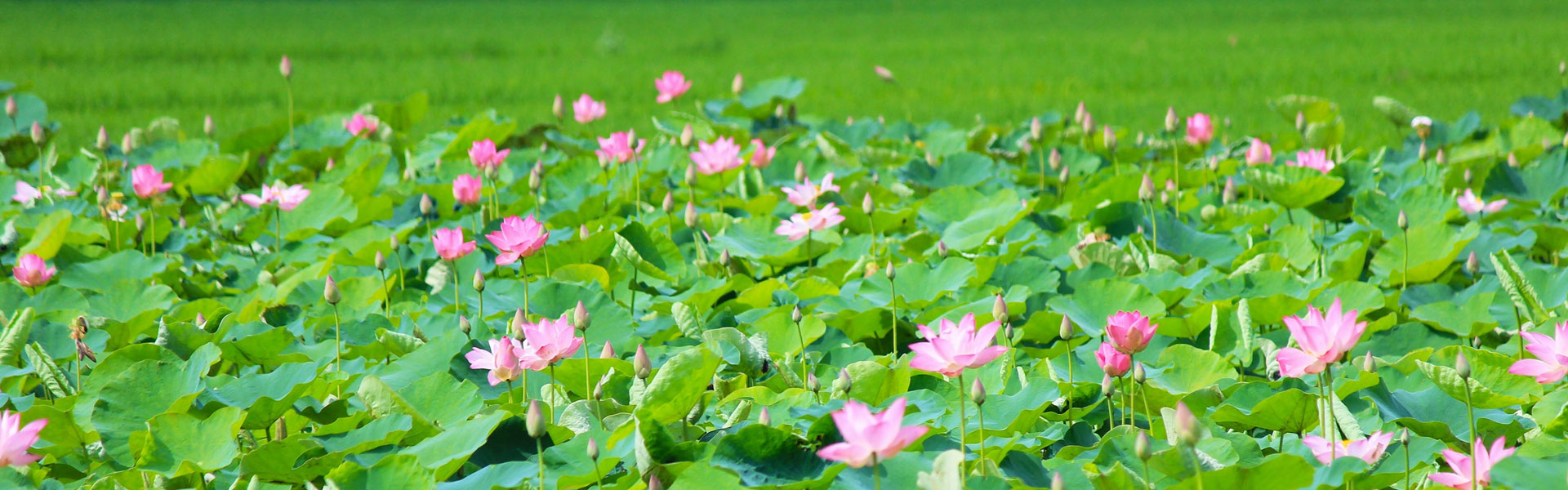 Tour du lịch liên tuyến Miền Tây - Phan Thiết 8 ngày 7 đêm giá rẻ