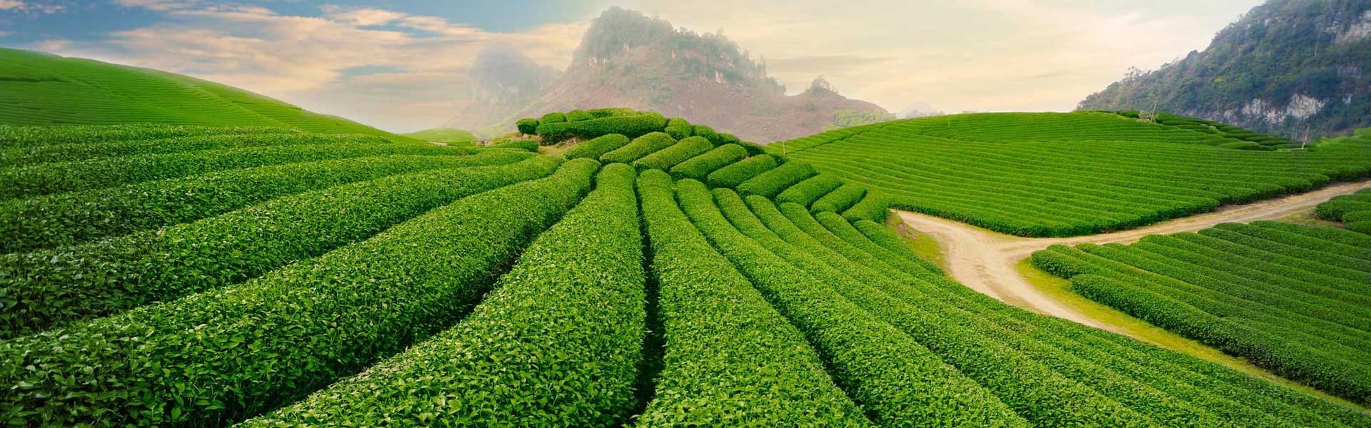 Chương trình tour du lịch khách đoàn khám phá Miền Bắc 8 ngày 7 đêm