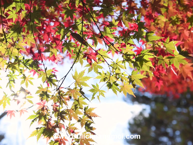 Những tán lá đang đổi màu sắc ở Yamanashi - Nhật Bản