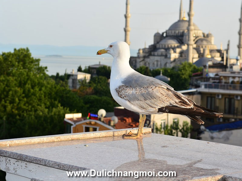 Loài chim hay xuất hiện nhiều nhất tại Thỗ Nhĩ Kỳ