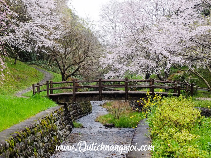 Một khu vườn Hoa Anh Đào đẹp tựa như tranh vẽ