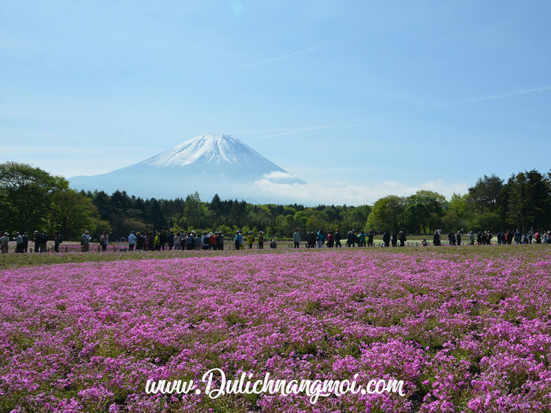 Thảm hoa màu tím cạnh Phú Sĩ