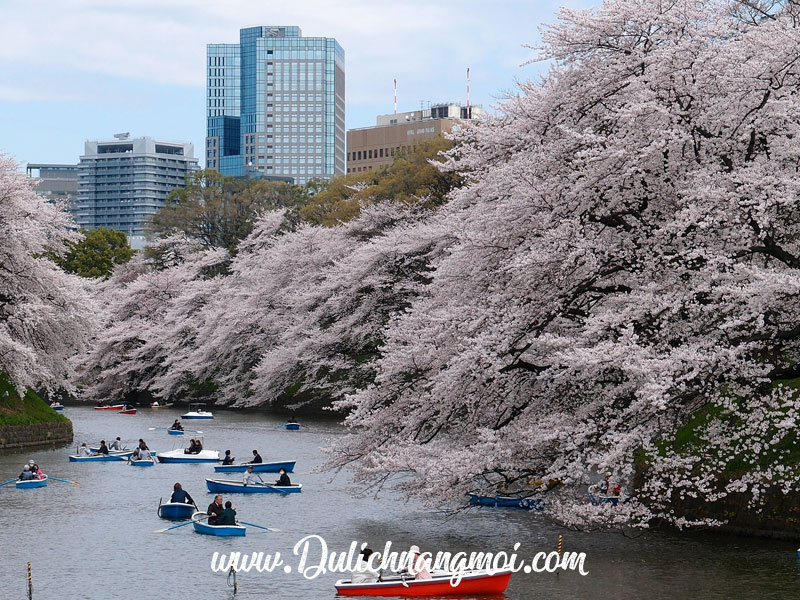 Đi thuyền ngắm hoa anh đào và mùa nở rộ tại Nhật Bản