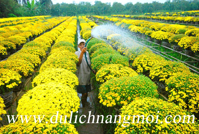 Ý nghĩa của những loài hoa chưng trong ngày Tết