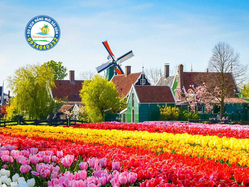 Đất nước Hà Lan với cánh đồng hoa Tulip