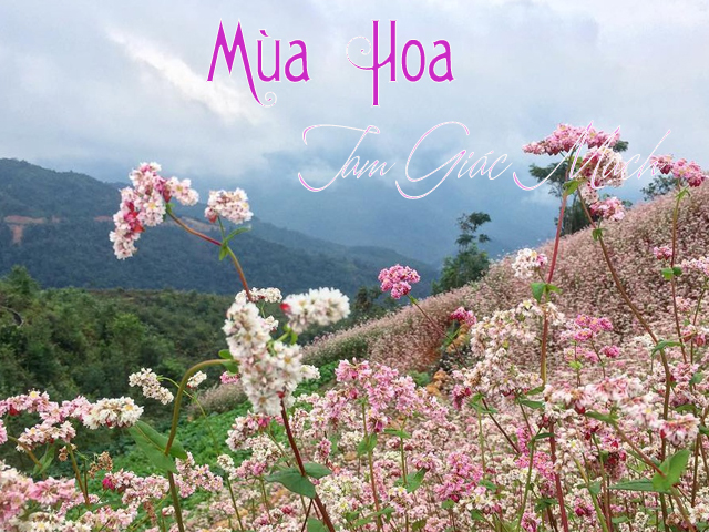 Tour du lịch Hà Giang Mùa Hoa Tam Giác Mạch