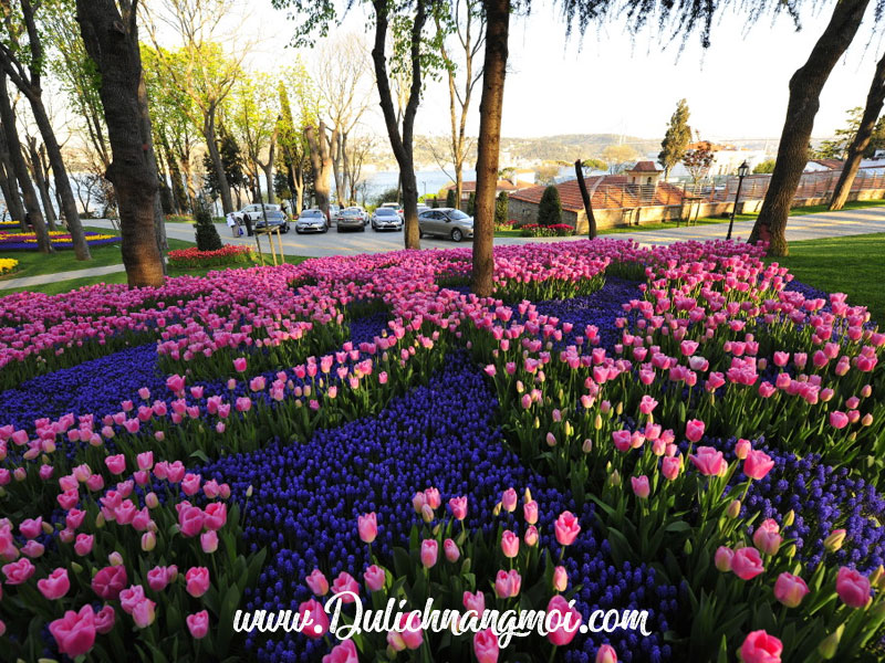 Lễ Hội Hoa Tulip - Istanbul Flower Festival