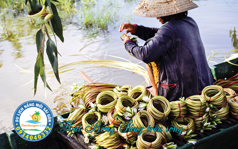 Bông súng theo con nước lớn dần