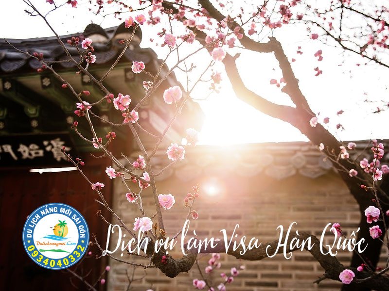Mùa hoa anh đào đặc trưng của Hàn Quốc
