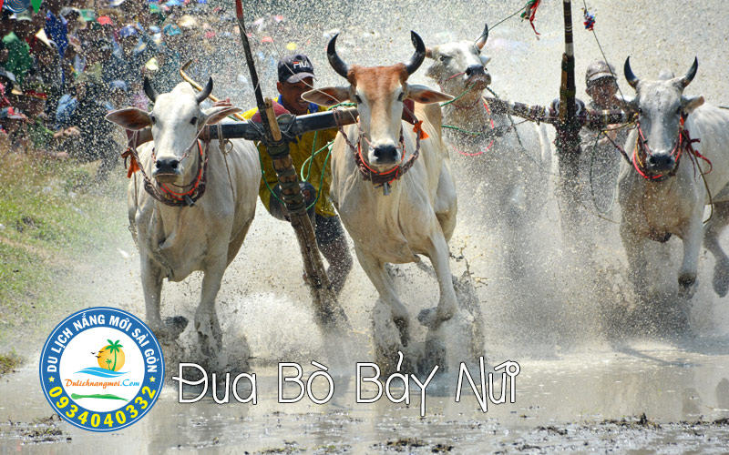 Lễ hội Đua Bò Bảy Núi An Giang