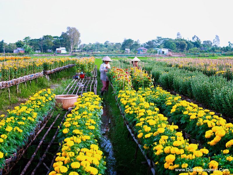 Làng hoa Sa Đéc - Miền Tây