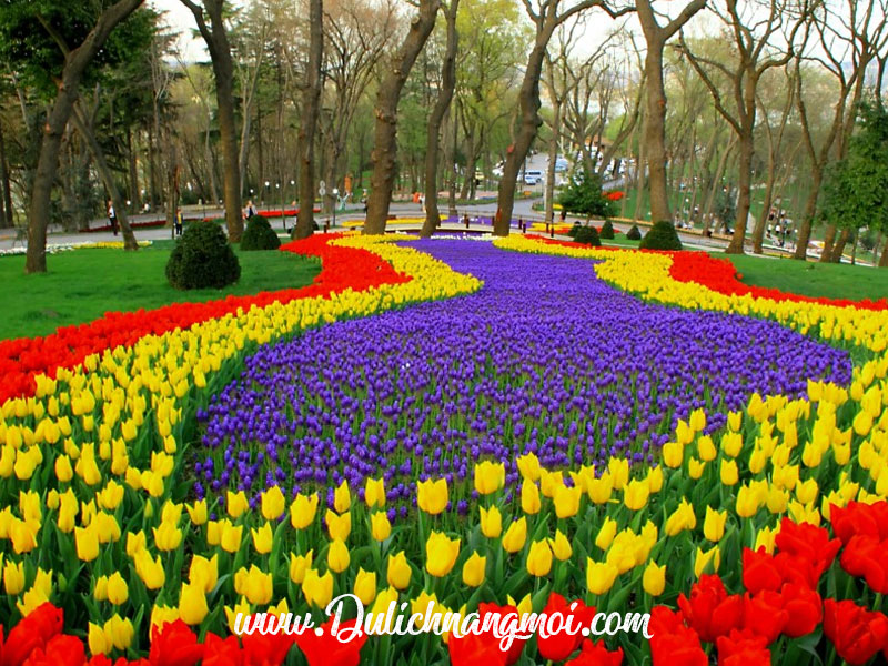 Hàn ngàn bông hoa Tulip tại lễ hội