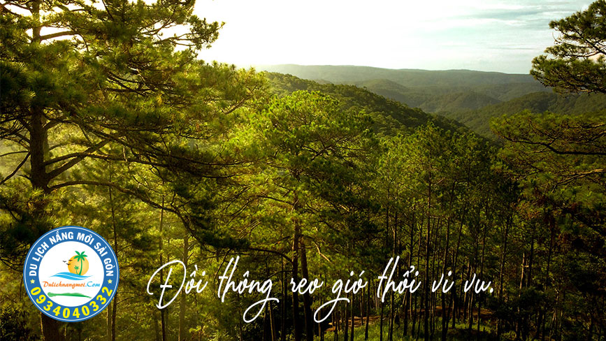 Cung đường đầy thông từ Đà Lạt đi Nha Trang