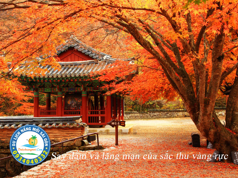 Sắc vàng mùa thu say đắm lòng người trên đảo Nami