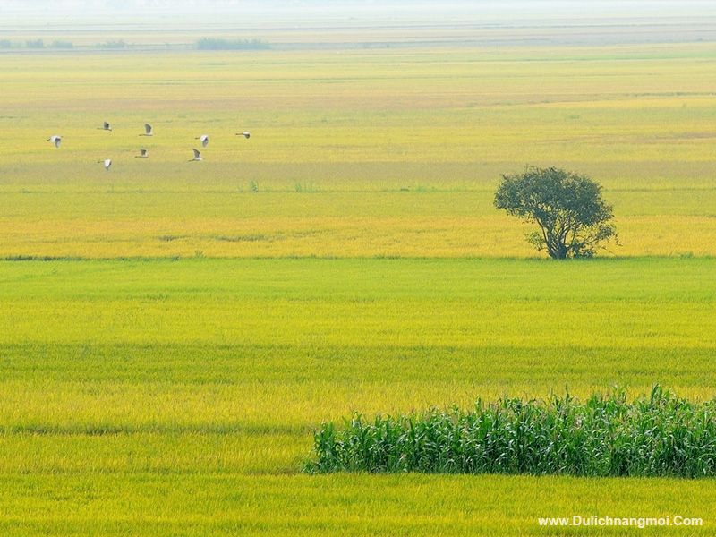 Những cánh cò trên cánh đồng lúa đang vào mùa vàng - Miền Tây