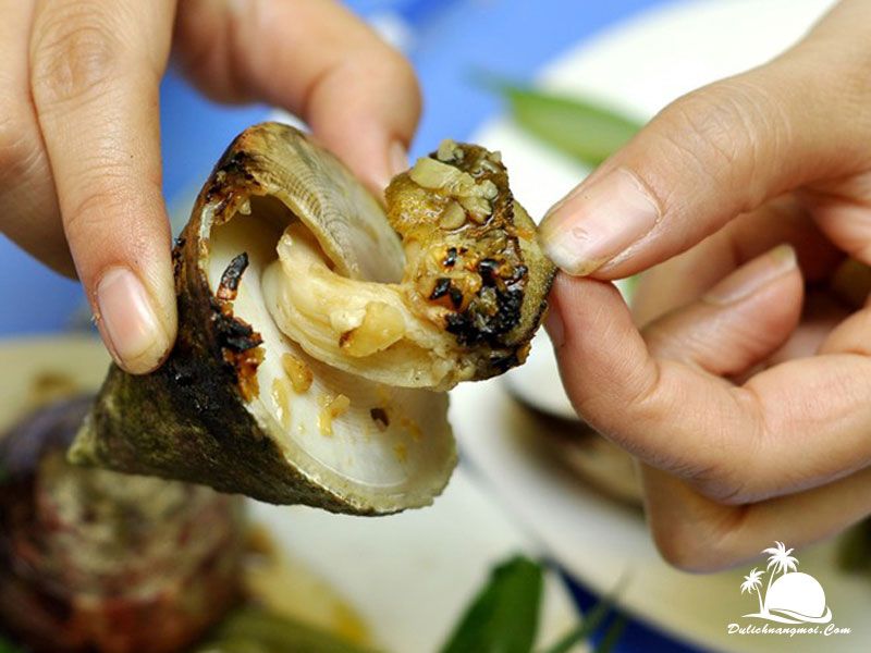 Ốc vú nàng Côn Đảo