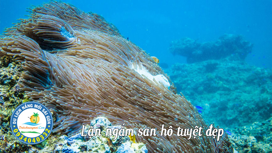 Đến Nha Trang hãy lặn ngắm những rạng san hô đầy sắc màu