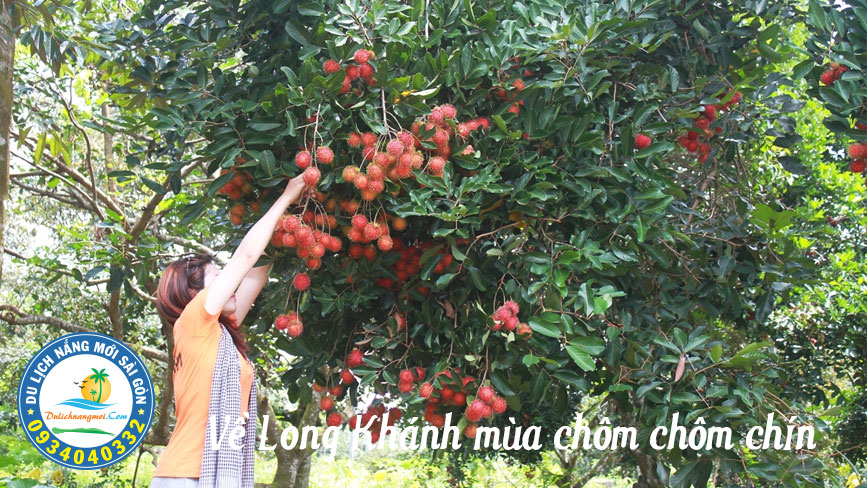 Vườn chôm chôm trĩu quả tại Long Khánh