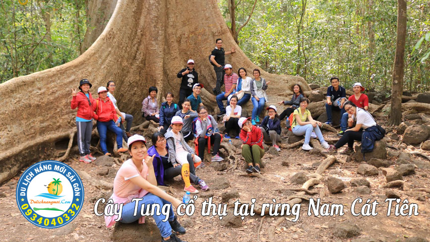 Cây Tung trăm tuổi trong rừng Nam Cát Tiên