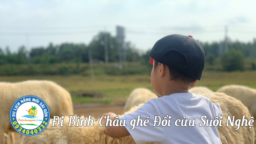 Vút ve chăm sóc những chú Cừu