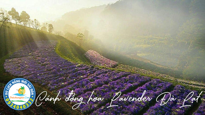 Cánh đồng hoa Lavender Đà Lạt
