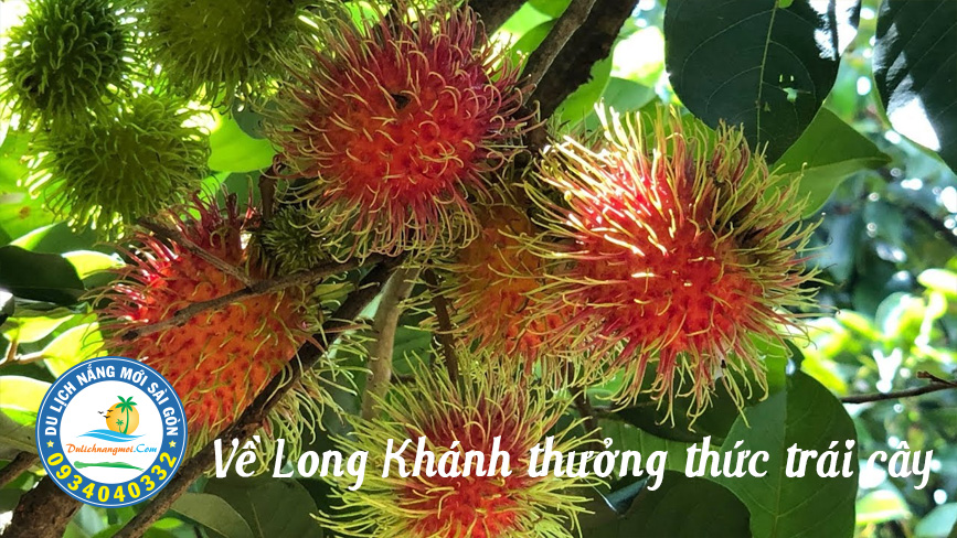 Về Long Khánh thưởng thức các trái cây nhà vườn