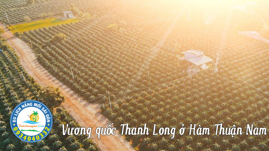 Cảnh đẹp cánh đồng Thanh long ở Hàm Thuận Nam