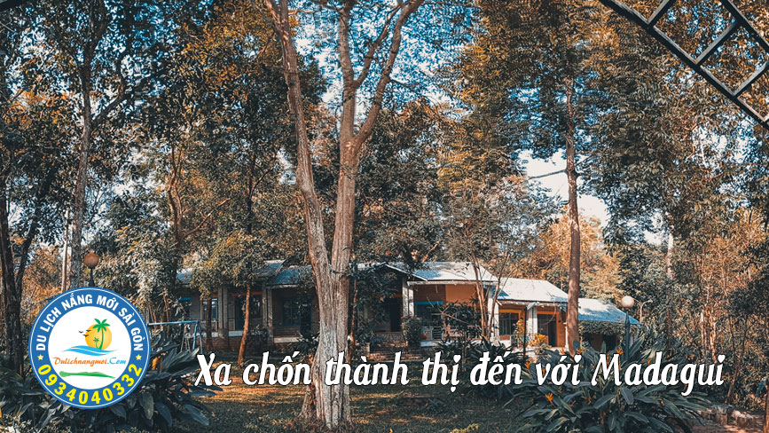 Trốn thành phố về với rừng núi Madagui