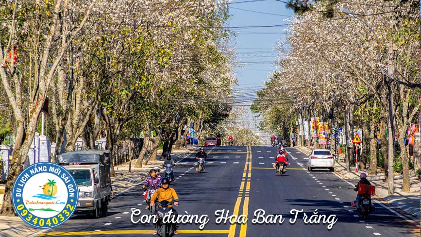 Đà Lạt thành phố của các loài hoa