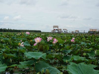 Cung đường lý tưởng khám phá miền Tây mùa nước nổi